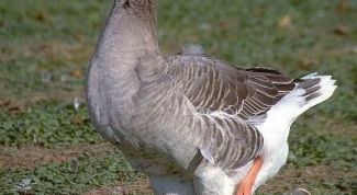 Картинка по теме - как ощипать гуся