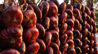 Картинка по теме - как хранить лук