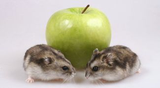 Картинка по теме - как определить пол джунгарского хомяка