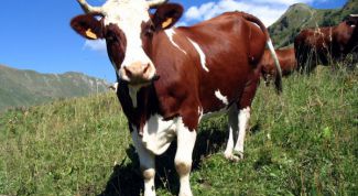 Картинка по теме - как доить корову