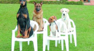 Картинка по теме - как заставить собаку что-то делать