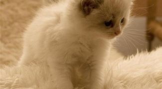 Картинка по теме - как мыть котенка