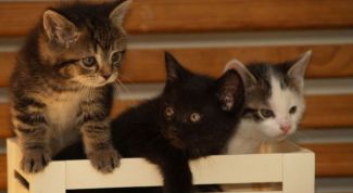 Картинка по теме - как выбрать кошку