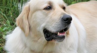 Картинка по теме - как выбрать породу