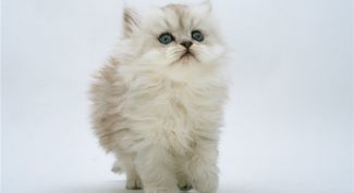 Картинка по теме - как купить котенка