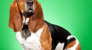 Картинка по теме - как вывести блох