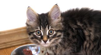 Картинка по теме - как научить котенка есть