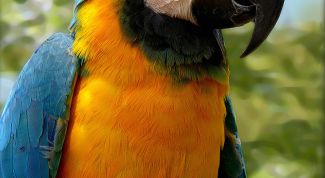 Картинка по теме - как определить возраст попугая