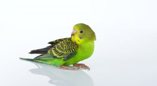 Картинка по теме - как научить разговаривать волнистого попугая