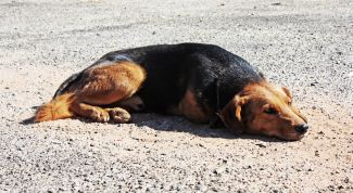 Картинка по теме - как найти собаку