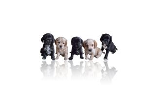 Картинка по теме - как назвать животное