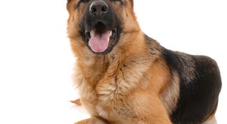 Картинка по теме - как кормить овчарку