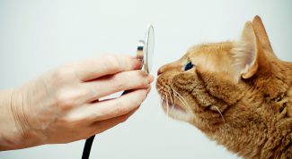 Картинка по теме - как вылечить кошку