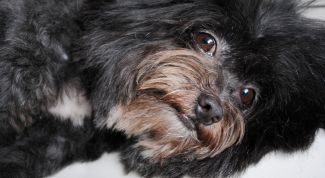 Картинка по теме - как приучить йорка к туалету