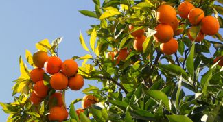 Картинка по теме - как обрезать деревья