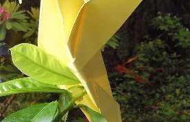 Картинка по теме - как сделать птичку