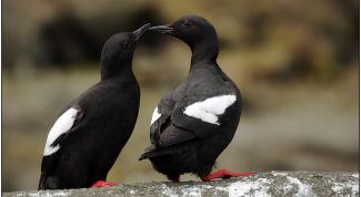 Картинка по теме - как найти взаимопонимание