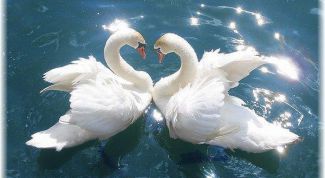 Картинка по теме - как проверить верность девушки