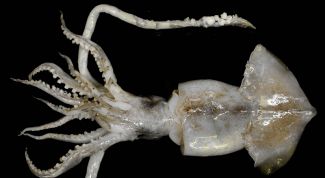 Картинка по теме - как очистить кальмара