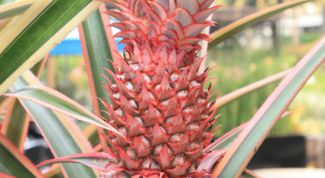 Картинка по теме - как нарезать ананас