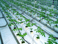 Картинка по теме - как сделать полив