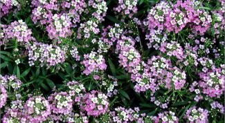 Картинка по теме - как сажать цветы