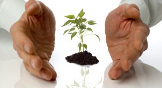 Картинка по теме - как сажать рассаду