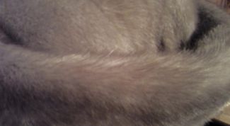 Картинка по теме - как отличить мех норки