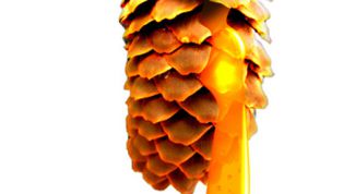 Картинка по теме - как вывести пятна смолы