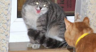 Картинка по теме - как свести кошек