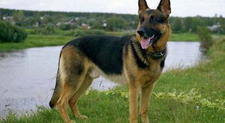 Картинка по теме - как дрессировать овчарку