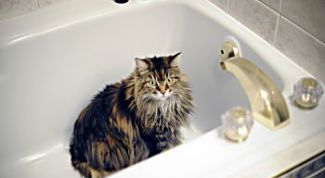 Картинка по теме - как купать кошку