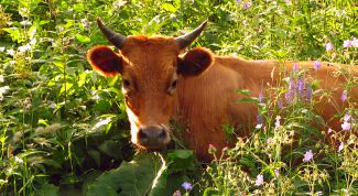 Картинка по теме - как лечить корову