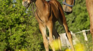 Картинка по теме - как назвать лошадь
