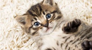 Картинка по теме - как отучить кошку царапаться