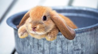 Картинка по теме - как лечить кролика