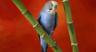 Картинка по теме - как вылечить попугая