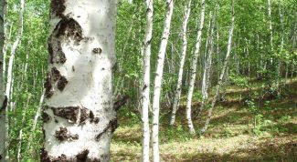 Картинка по теме - как нарисовать березу