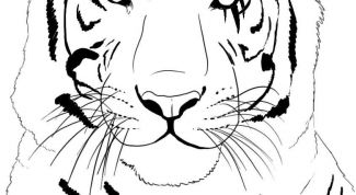 Картинка по теме - как нарисовать тигра