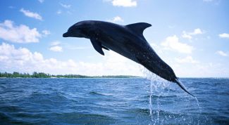 Картинка по теме - как нарисовать дельфина