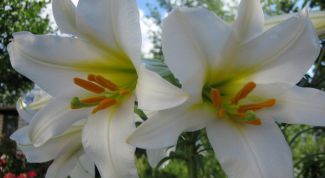 Картинка по теме - как нарисовать лилию