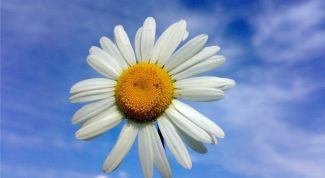 Картинка по теме - как нарисовать ромашку