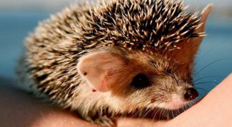 Картинка по теме - как нарисовать ежика