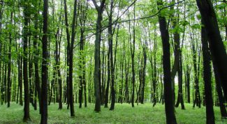 Картинка по теме - как нарисовать лес