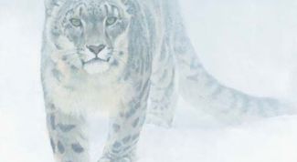 Картинка по теме - как научиться рисовать леопарда