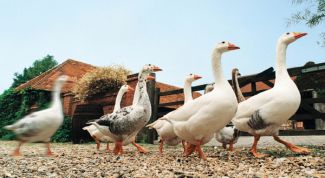 Картинка по теме - как открыть ферму