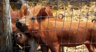 Картинка по теме - как выращивать свиней