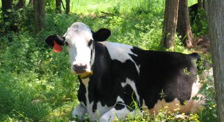 Картинка по теме - как назвать корову