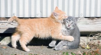 Картинка по теме - как отучить котенка кусаться