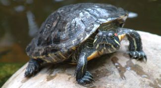 Картинка по теме - как определить пол у красноухой черепахи